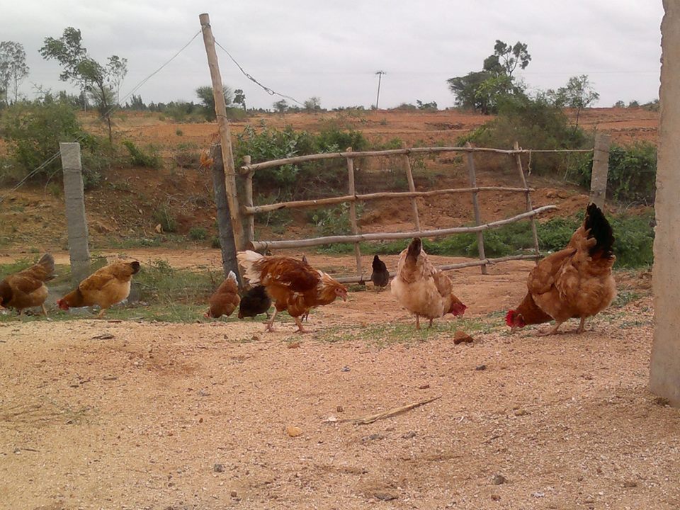 happy hens