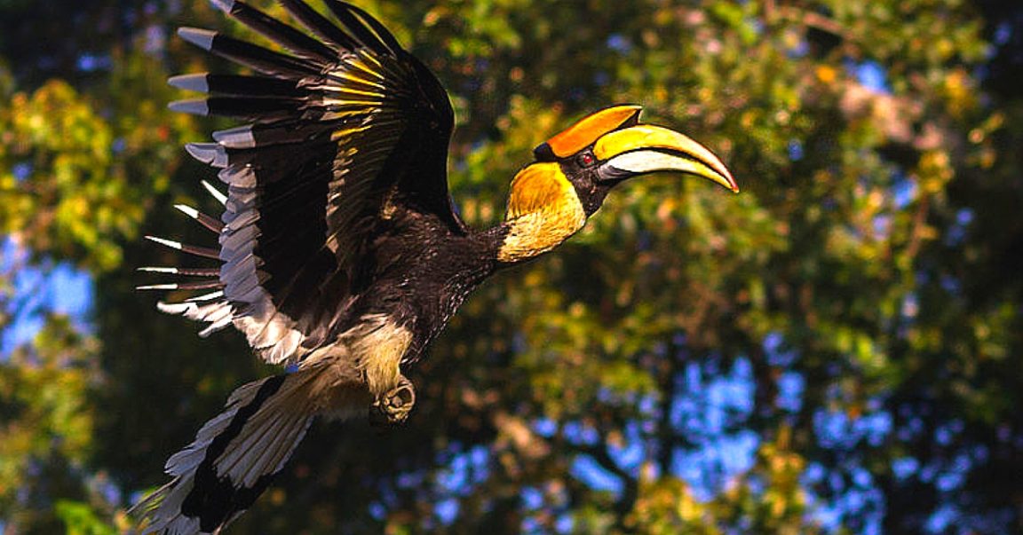 Six Communities That are Saving Birds from Extinction in India