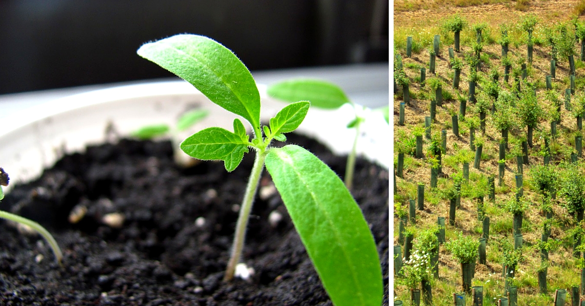 This Bride from MP Refused Gold in Lieu of 10,000 Saplings as a Wedding Gift from Her In-Laws