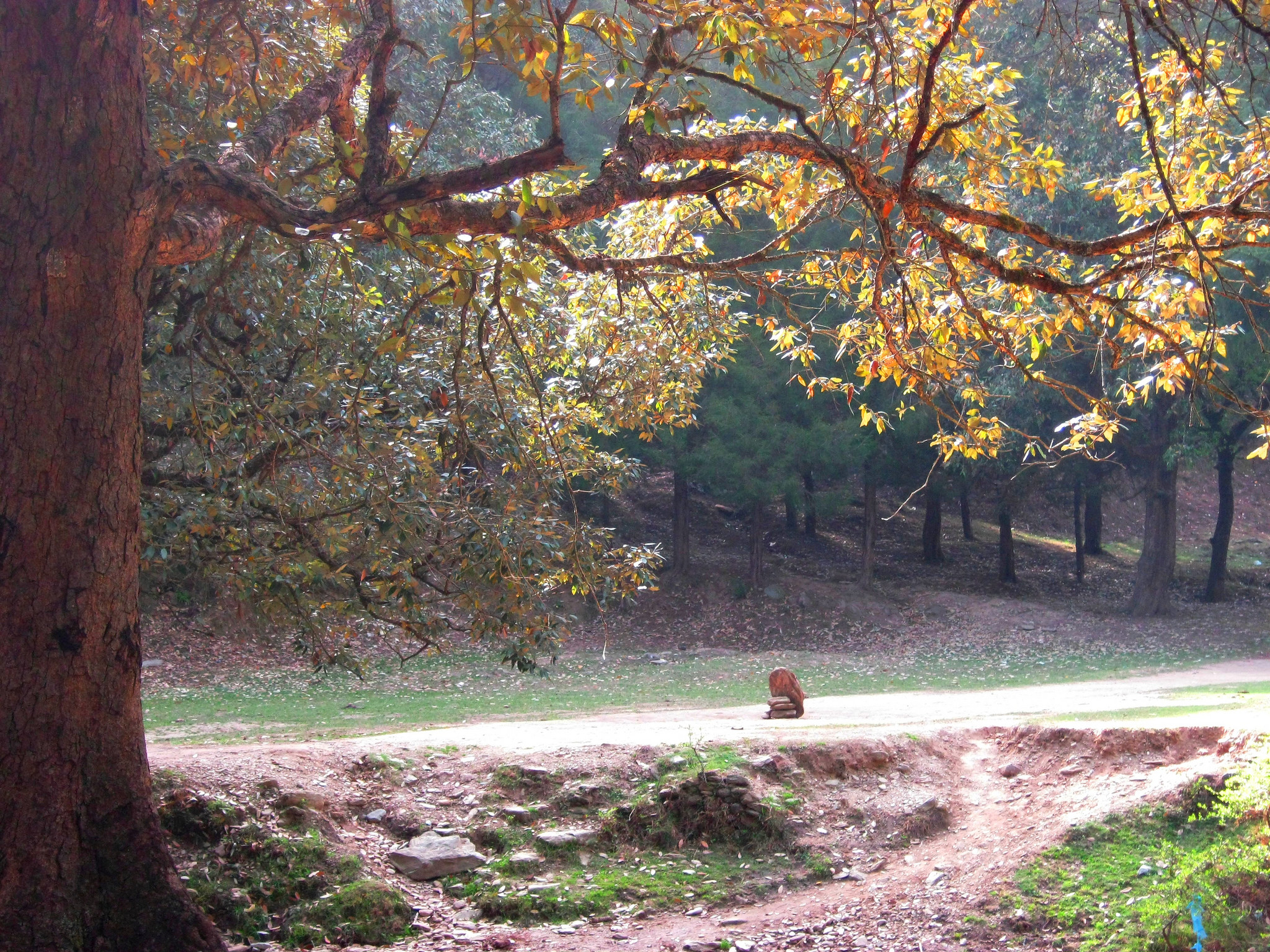 ranikhet