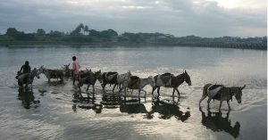 Did You Know There's an Organization That Looks after Donkeys and Mules in India?