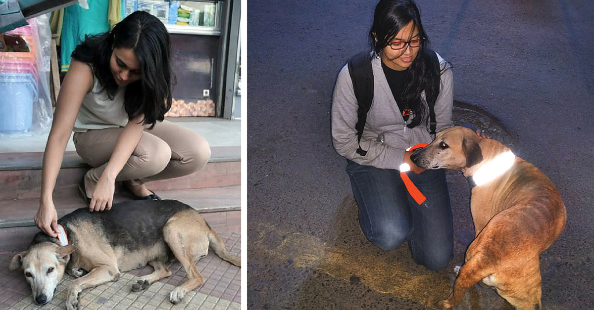 Chennai NGO’s Reflective Collars Save Dogs & Cattle From Being Run Over