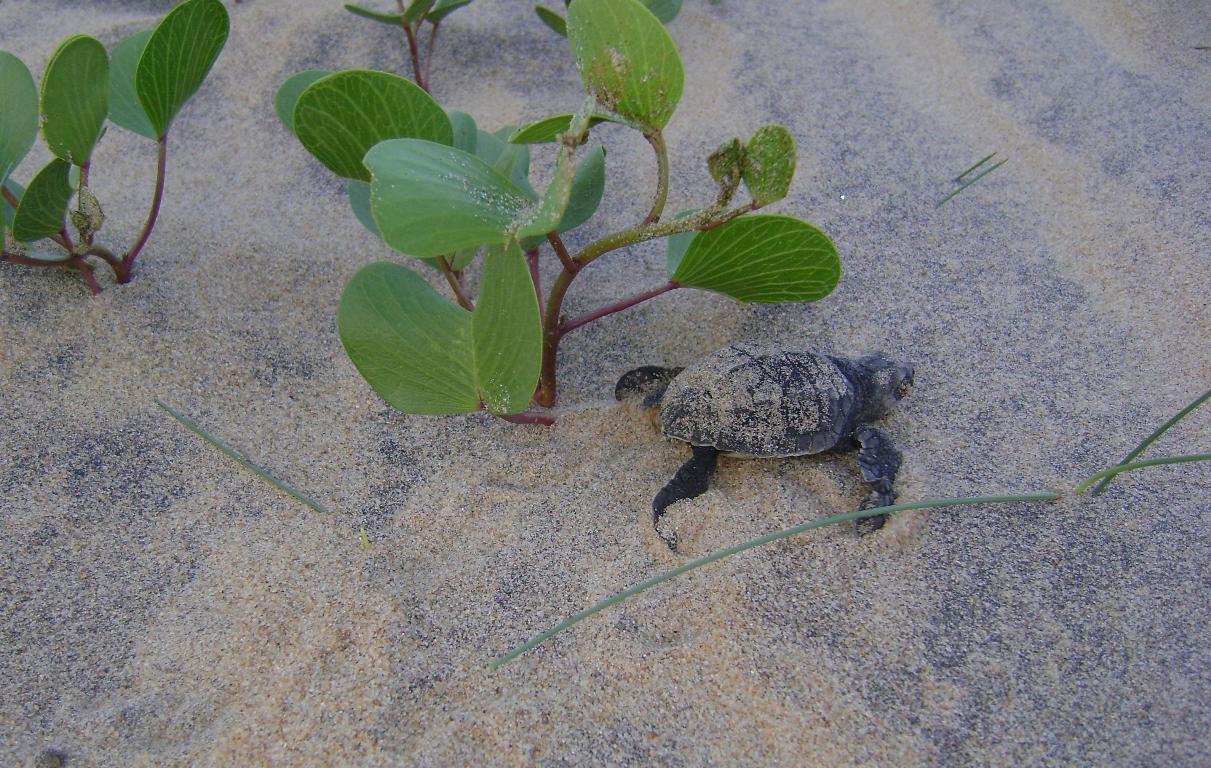 An Olive Ridley sea turtle hatchling