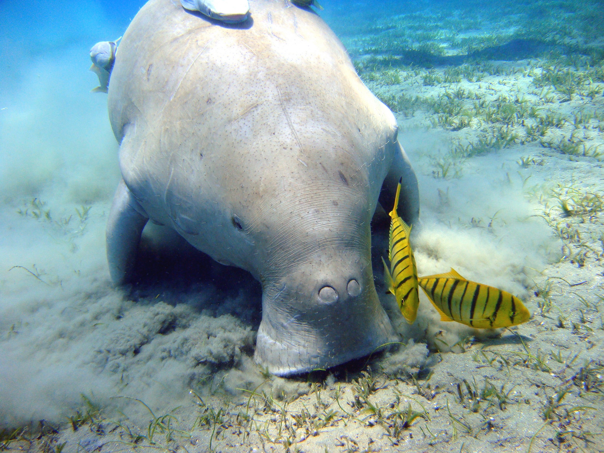 Dugong-–-The-unique-sea-cow-1