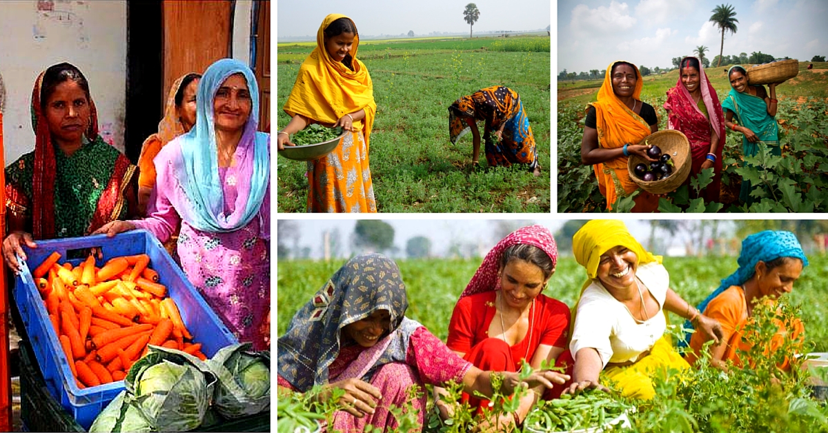 Women in Drought-hit Maharashtra Prove They’re Better Farmers. Their Husbands Agree.