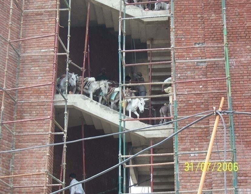 Donkeys helps construct buildings too -but don't get any credit for it