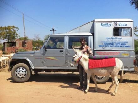 A donkey being led up to the mobile clinic