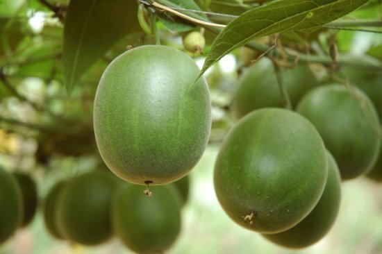 Monk fruit