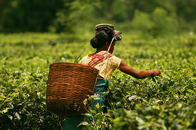 Plucking_tea_in_a_tea_garden_of_Assam (Types of tea in India)