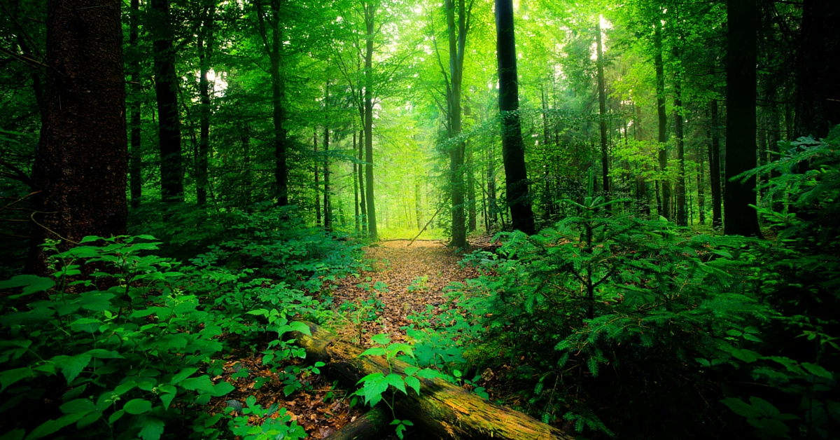 This Bill Will Make India Green Again by Using Unspent Rs. 41,000 Crore Fund for Afforestation