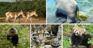 Time is Running Out for These 16 Endangered Wildlife Species in India. Learn More About Them.