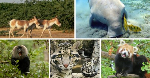16 Lesser Known Species of Endangered Wildlife in India