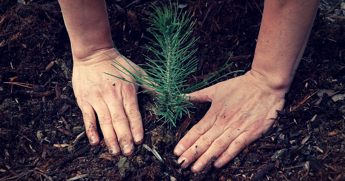 Court Order Brings Cheer to Environmentalists, Man Asked to Plant 5000 Saplings as Punishment