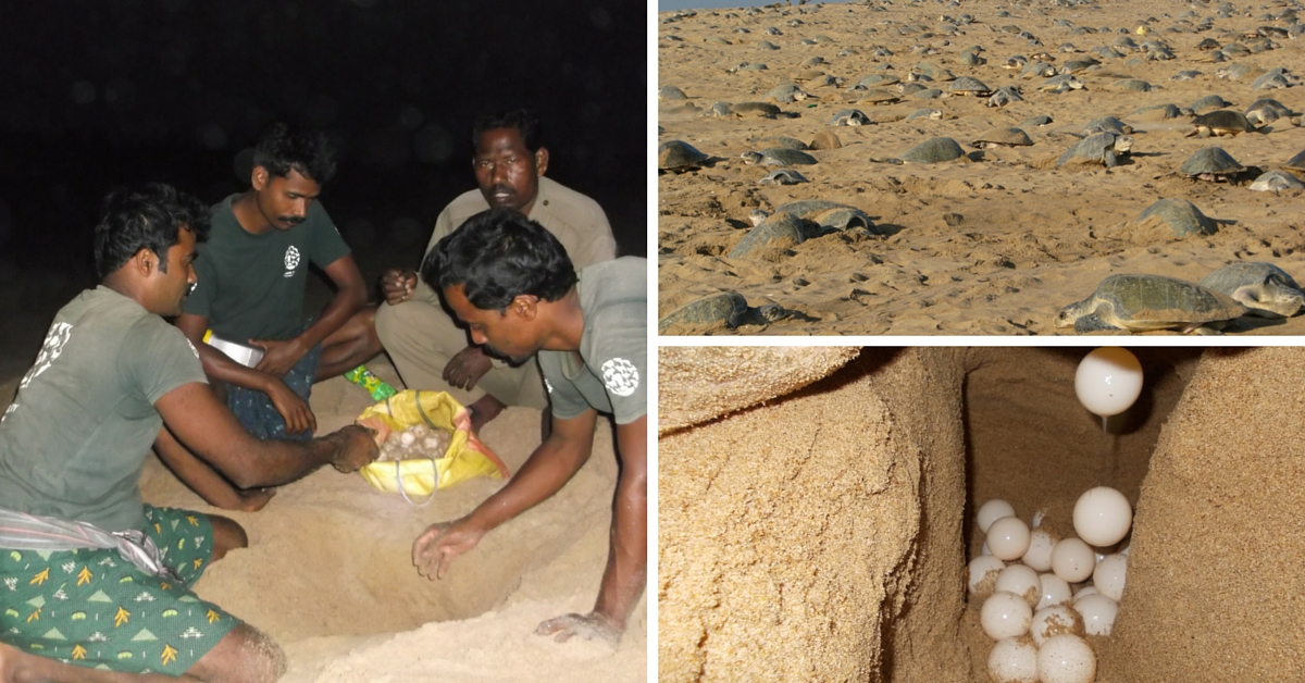 Olive Ridley Turtles Have Better Chances of Survival Today, Thanks to These Odisha Villagers