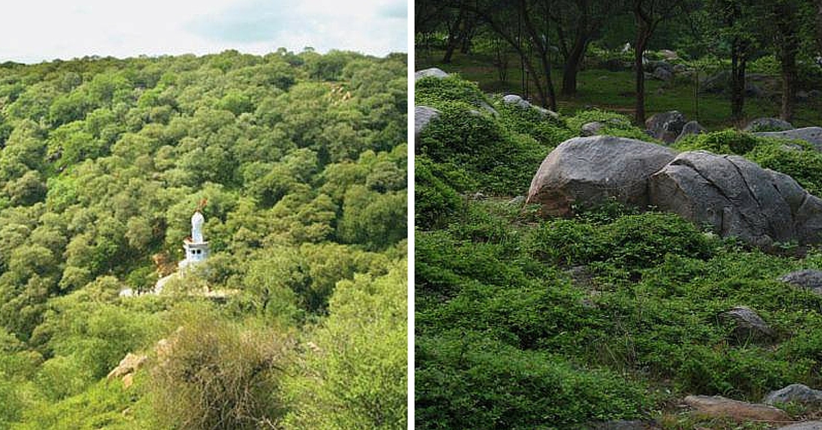 How the Villagers of Mangar Bani Saved The Last Patch of Forest in Gurgaon From Builders