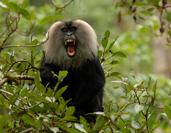 lion-tailed-macaque