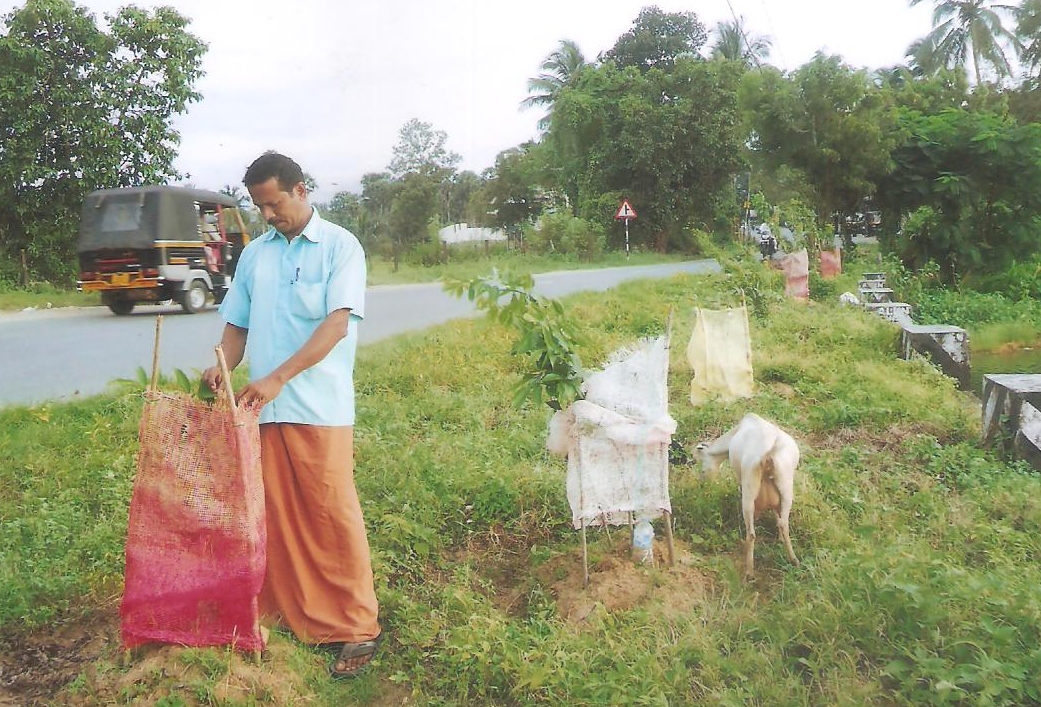 Tree guards are a must for protection from cattle and goats