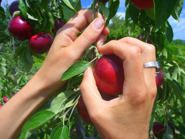 Harvesting Happiness : India’s Best Orchards for Fruit Picking Holidays