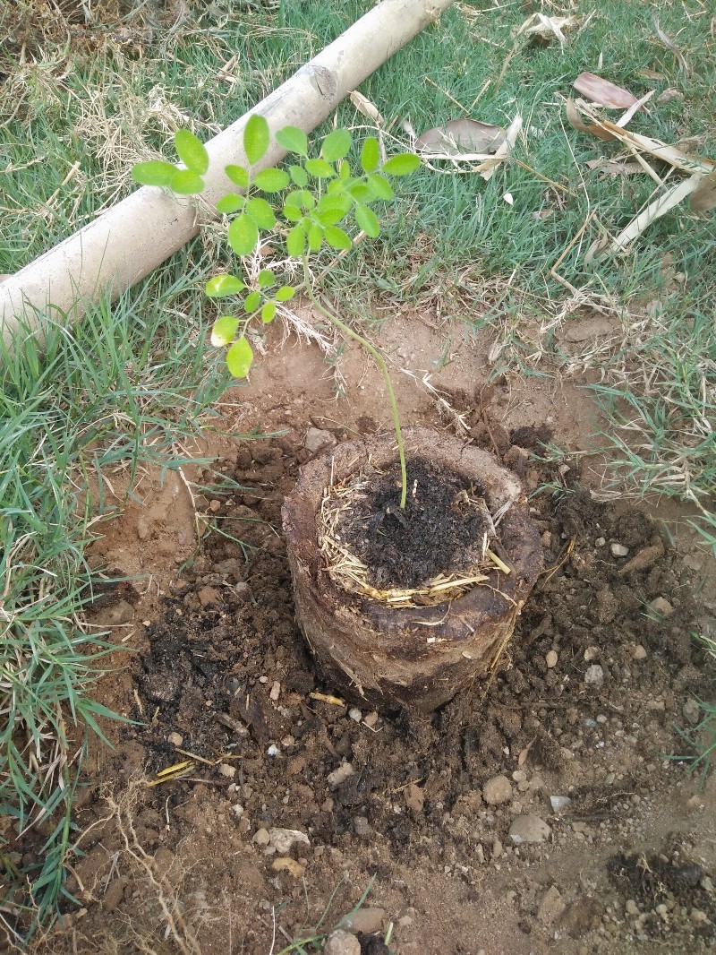 A plant started in a cow poop planter being transffered to the ground