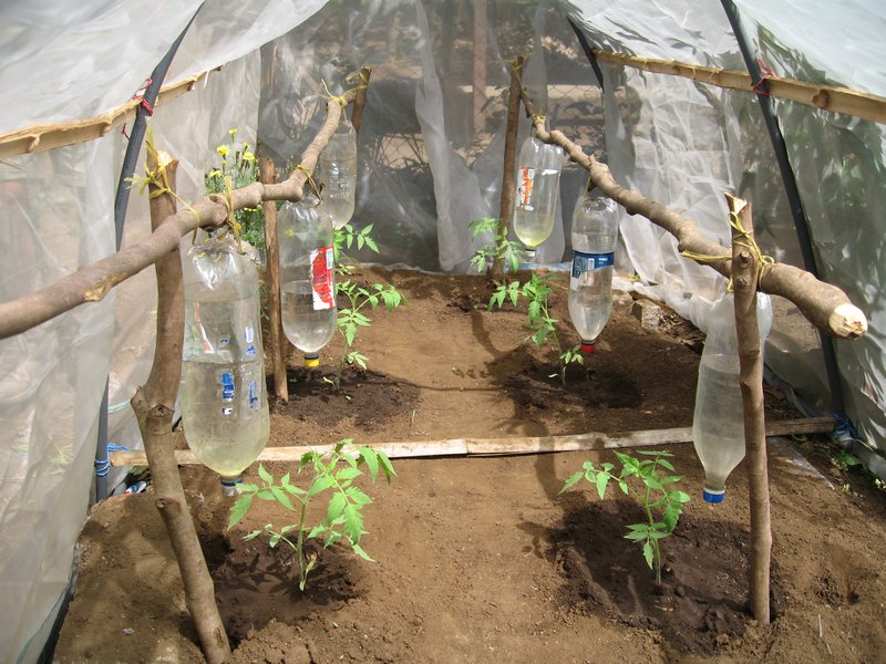 6327799-Drip_irrigation_through_plastic_bottles-0