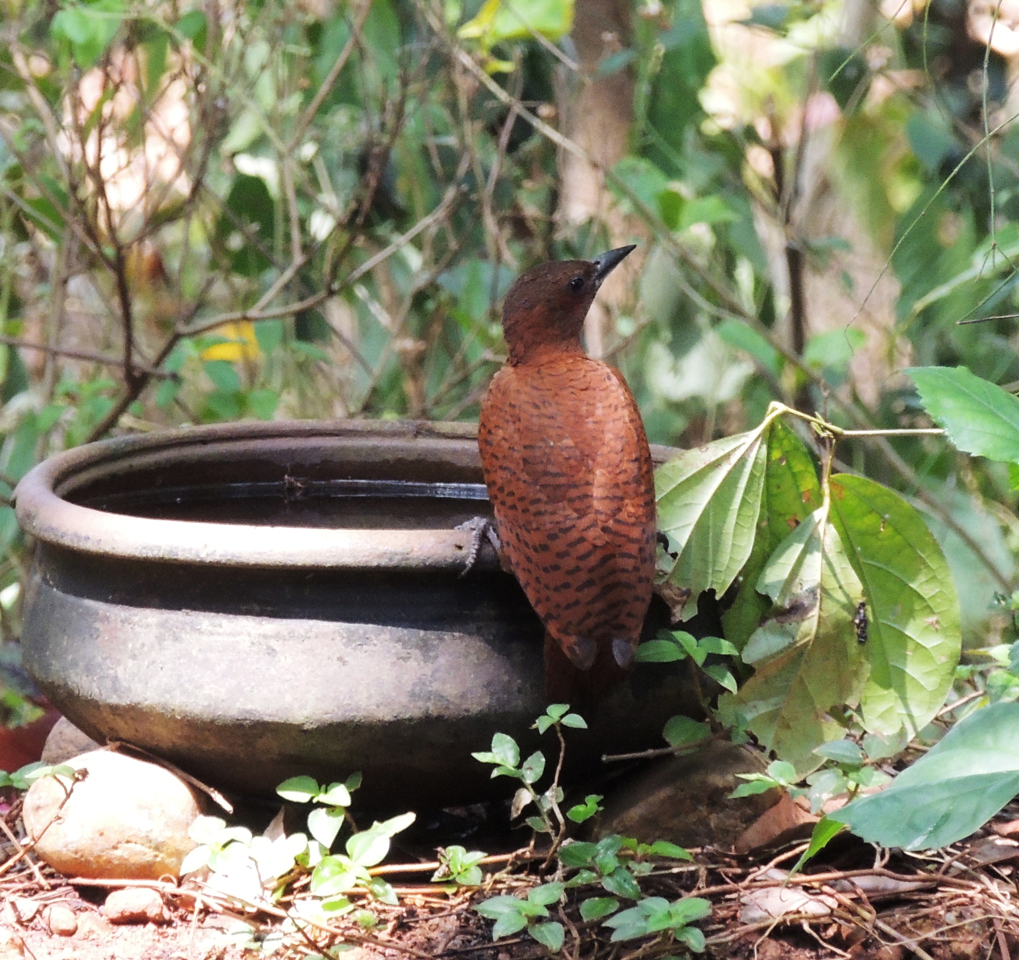 Water for birds in Hari and Asha's backyard forest