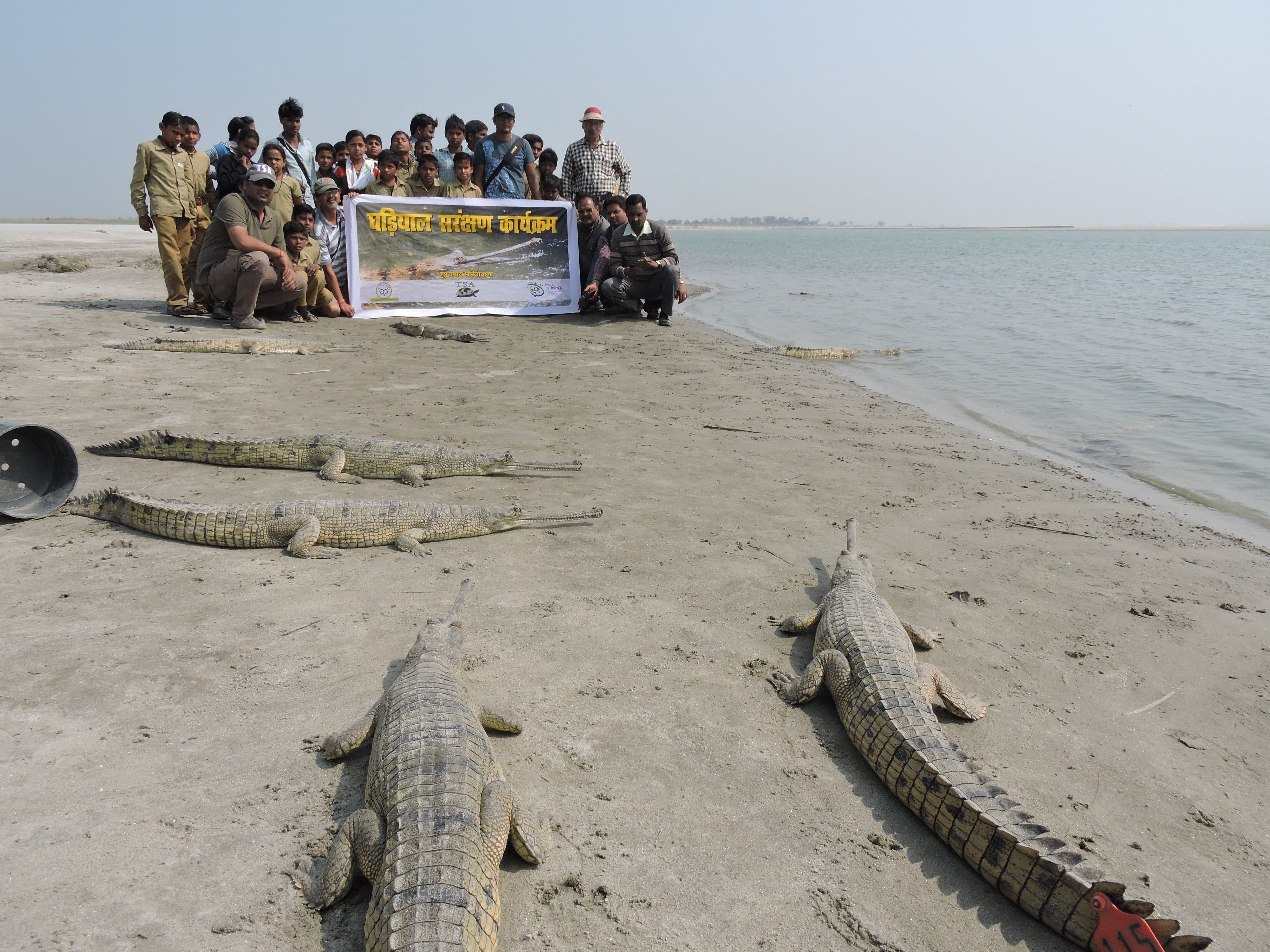 Gharial juveniles tagged and being released in the winter months