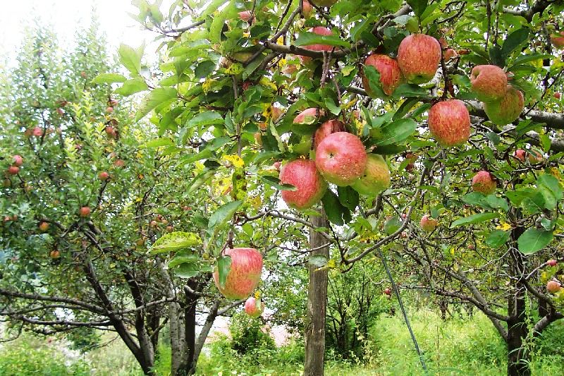 Himachal-apple-orchard