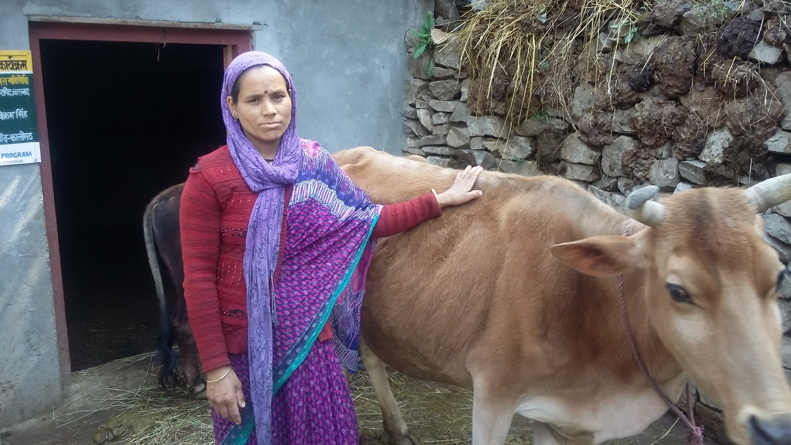 For Vimla Devi, 30, of Kalimath village, who lost her shop and home in the 2013 disaster, her cow has saved her from abject poverty. (Credit: Nitin Jugran Bahuguna\WFS)