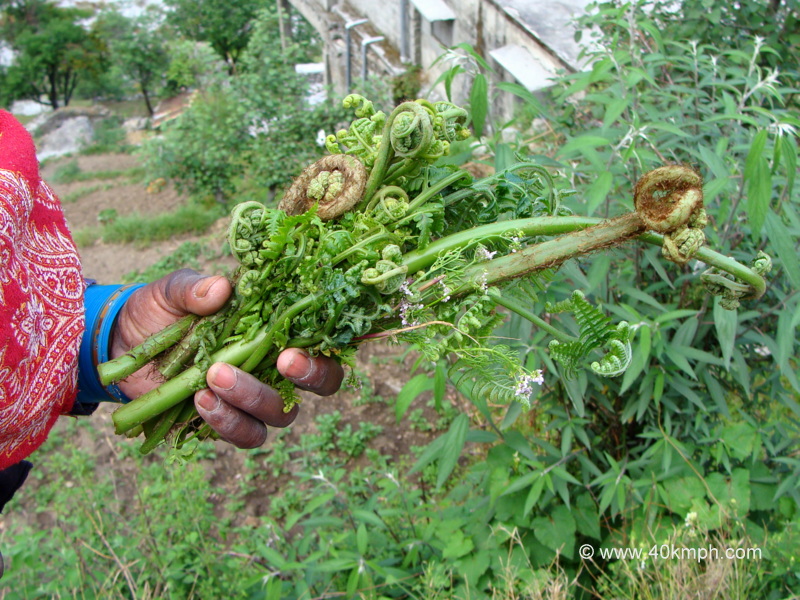 Lingda-Vegetable-of-Uttarakhand