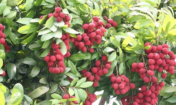 Litchi-Fruit-Farming