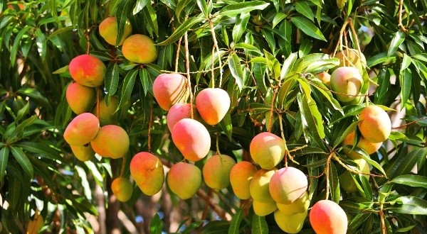 Mango-Farming-600x330