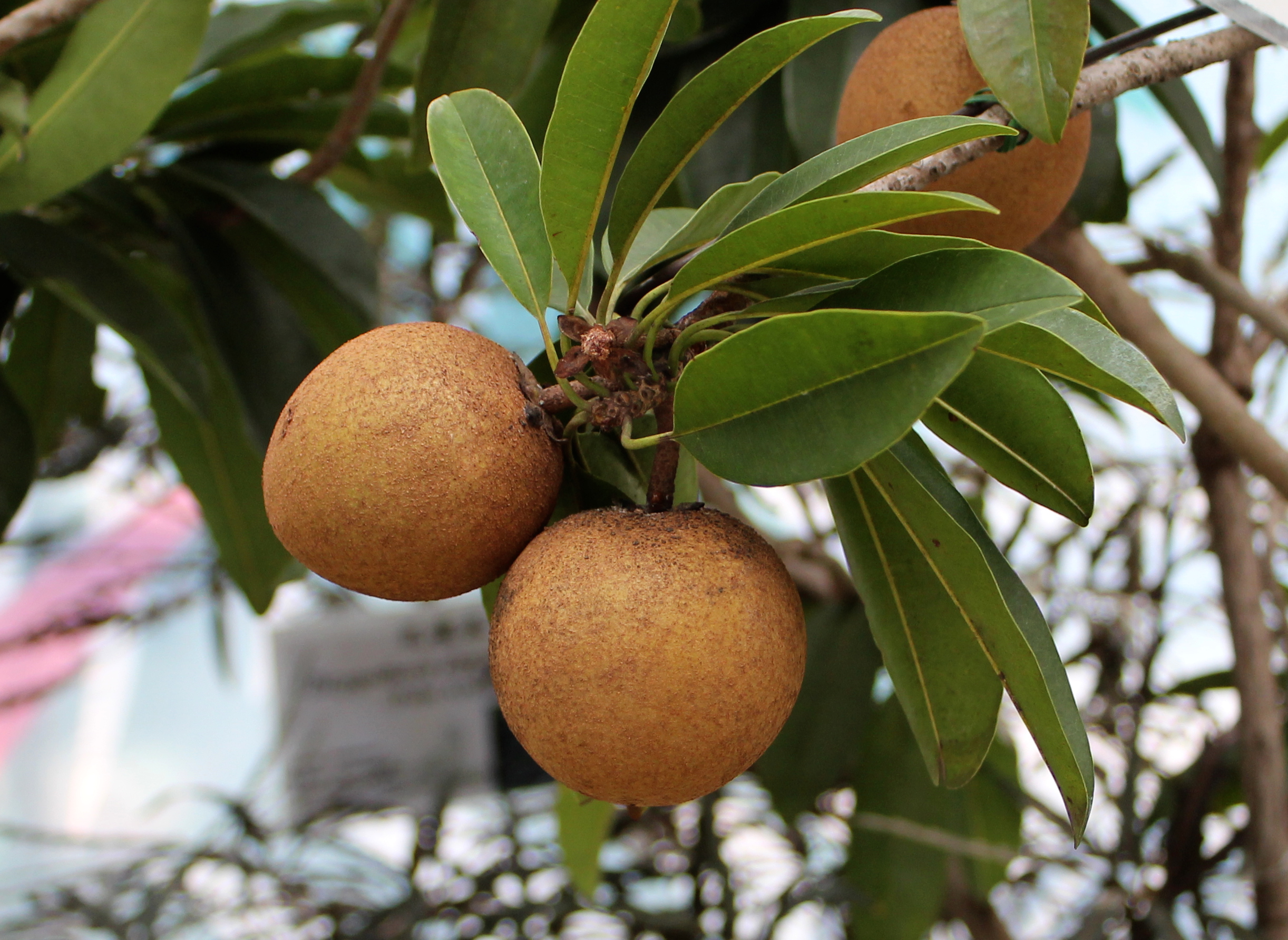 Manilkara_Zapota_in_HK