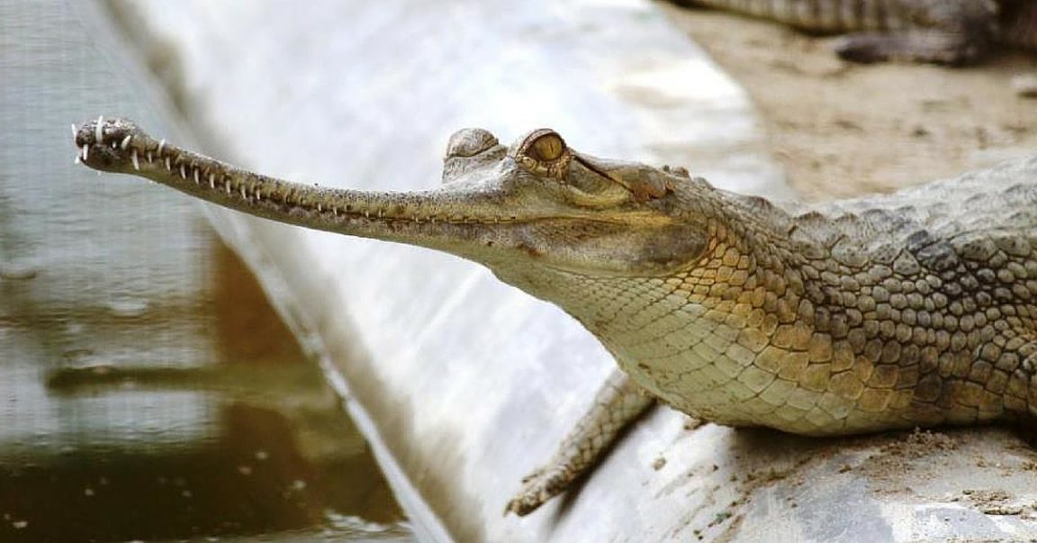 Efforts To Conserve The Critically Endangered Gharial In India