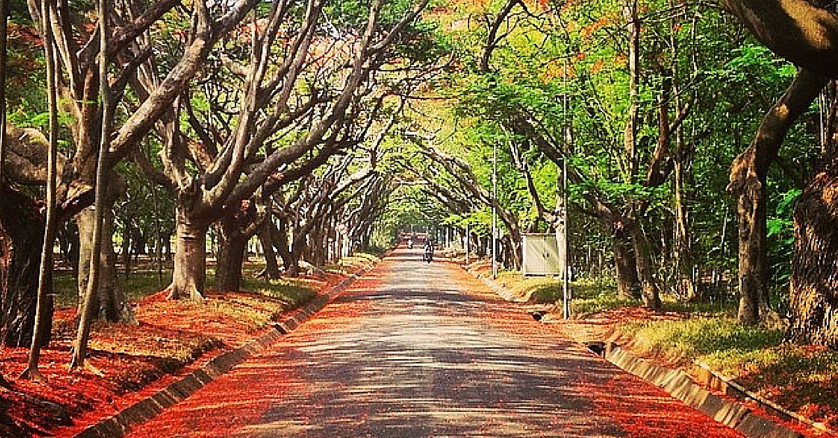 Mini Forest in Bangalore Lowers Temperatures & Raises Water Table