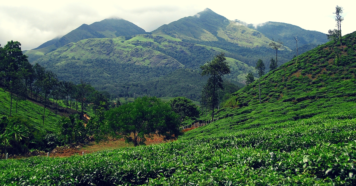 Tree Planting, Smokeless Ovens, LED Lights & More on Cards to Help Wayanad Go Carbon Neutral