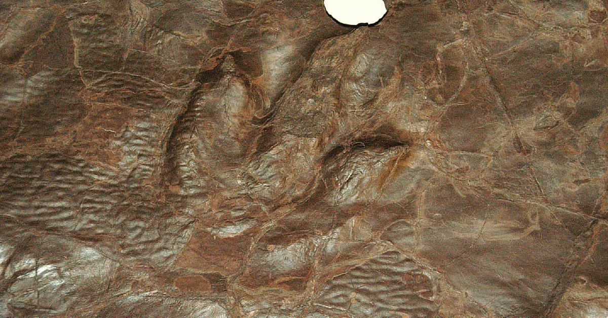 Dino footprints
