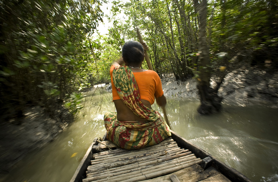 A woman rows through a dense canal to fish in the Sundarbans forest. The Sunderbans forest in Southern Bangladesh is the largest mangrove forest in the world. There are an estimated five hundred Royal Bengal tigers in the Sunderbans, and about fifty to sixty thousand people depend on the land, rivers and forest for their living. As climate change, hurricanes and cyclones continue to affect the area, the fresh water that once irrigated farmers fields has turned salty, rendering the fields useless. Many people live barely one meter above sea level. Because of rising sea levels and shrinking forest, humans and tigers are fighting for space. The farmers are forced into the forest to hunt for honey, fish, or collect crabs, putting them at risk for a tiger attack.