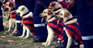Who Can Guard Your Home Better Than a Police Dog? Karnataka Residents Can Now Adopt Retired Ones.