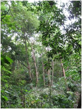 A view of the mini-forest (Photo: Dr. T.V. Ramachandra) 