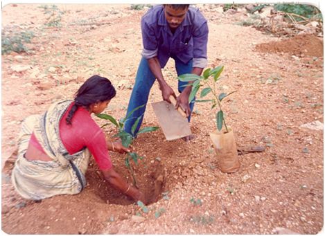 The terrain on which the mini-forest was raised. (Photo: Dr. T. V. Ramachandra)