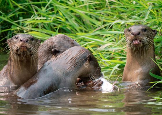 feeding otters