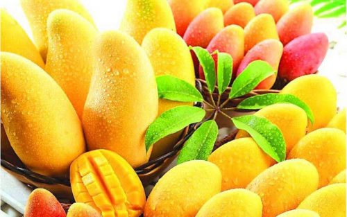 types of mango fruit in india