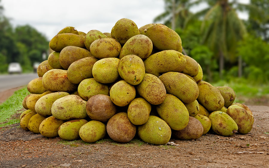 Jackfruit, Koratty, Thrissur district