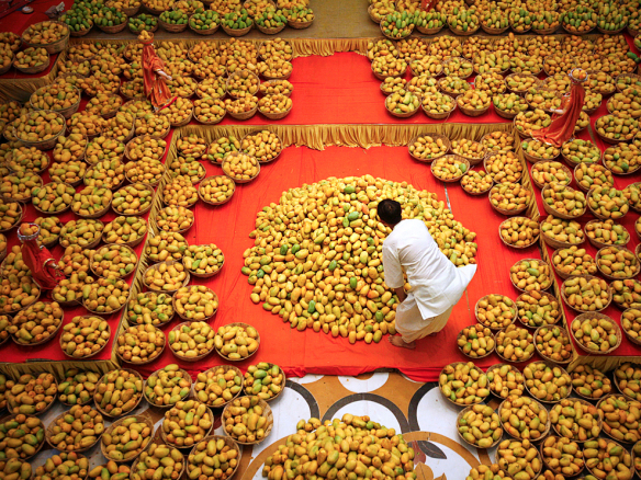 A Hindu priest arranges mangoes to be offered to Hindu God Lord Krishna inside a temple during a mango festival in the western Indian city of Ahmedabad June 9, 2012. REUTERS/Amit Dave (INDIA - Tags: RELIGION SOCIETY AGRICULTURE FOOD TPX IMAGES OF THE DAY) - RTX10HD4