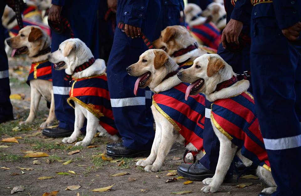 police dogs