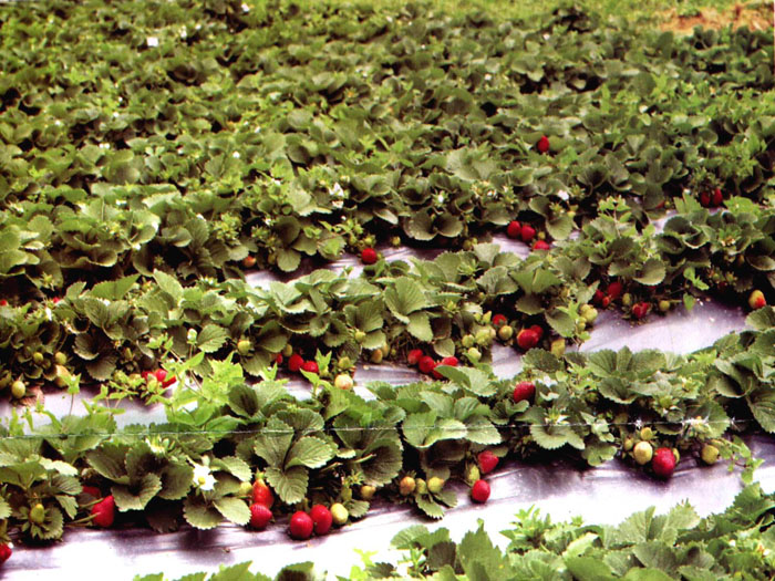 strawberry-farming