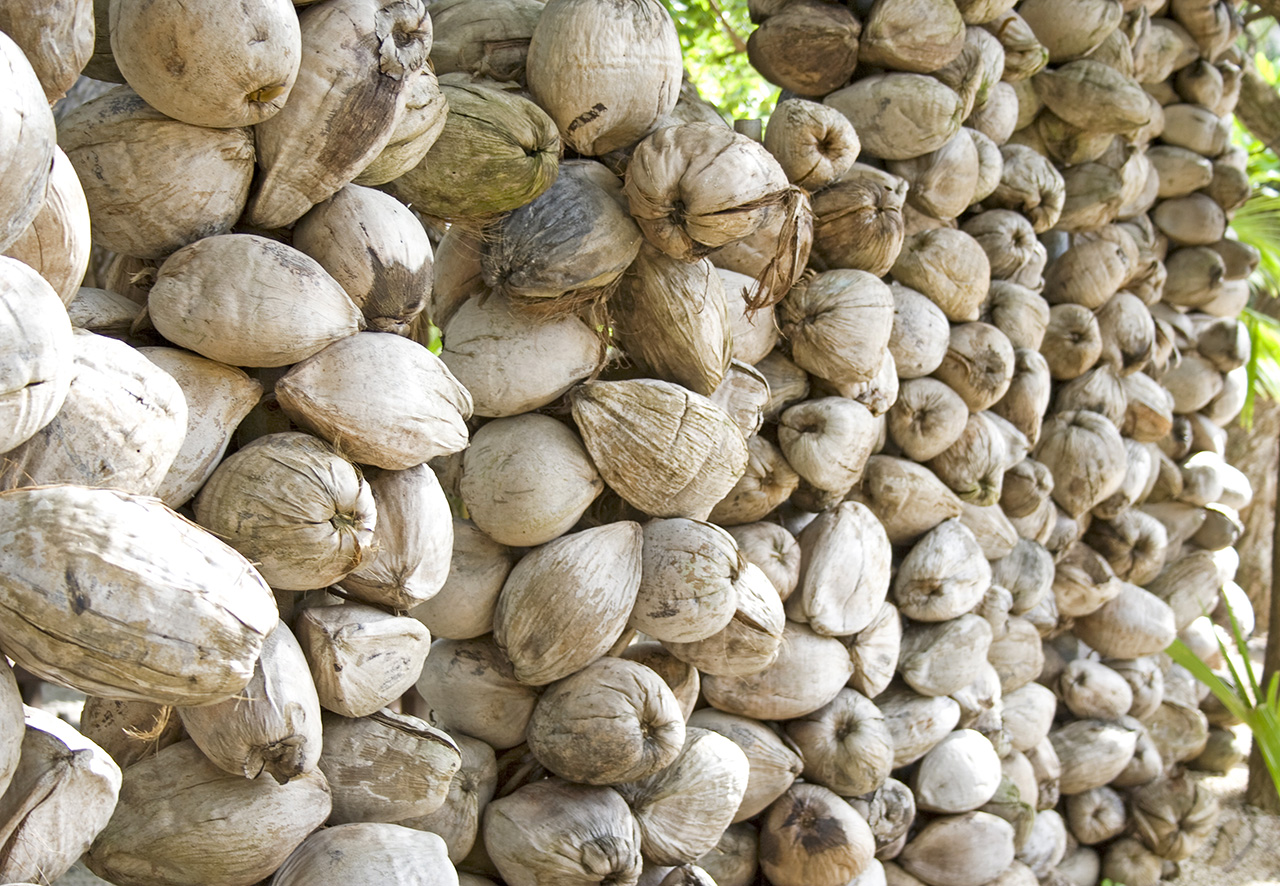 Coconut_wall