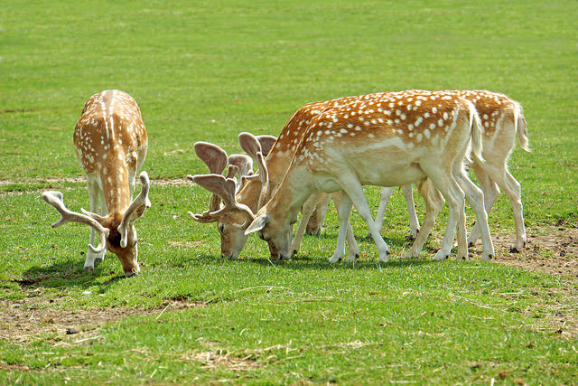 Deer-Rehabilitation-Centre-Thenmala