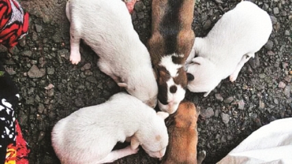 7 pups rescued from dustbin near JJ hospital in Mumbai