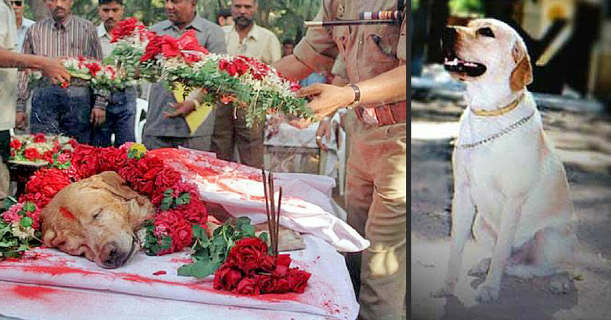 Remembering Zanjeer, the Heroic Dog Who Saved Thousands of Lives in the 1993 Mumbai Blasts